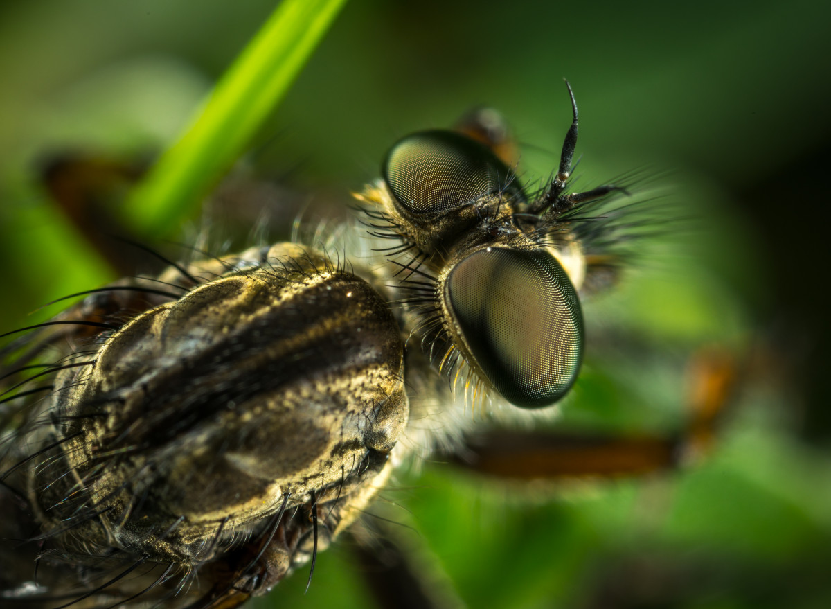 Free Images : eyes, macro photography, close up, invertebrate, pest ... Free Images : eyes, macro photography, close up, invertebrate, pest ...