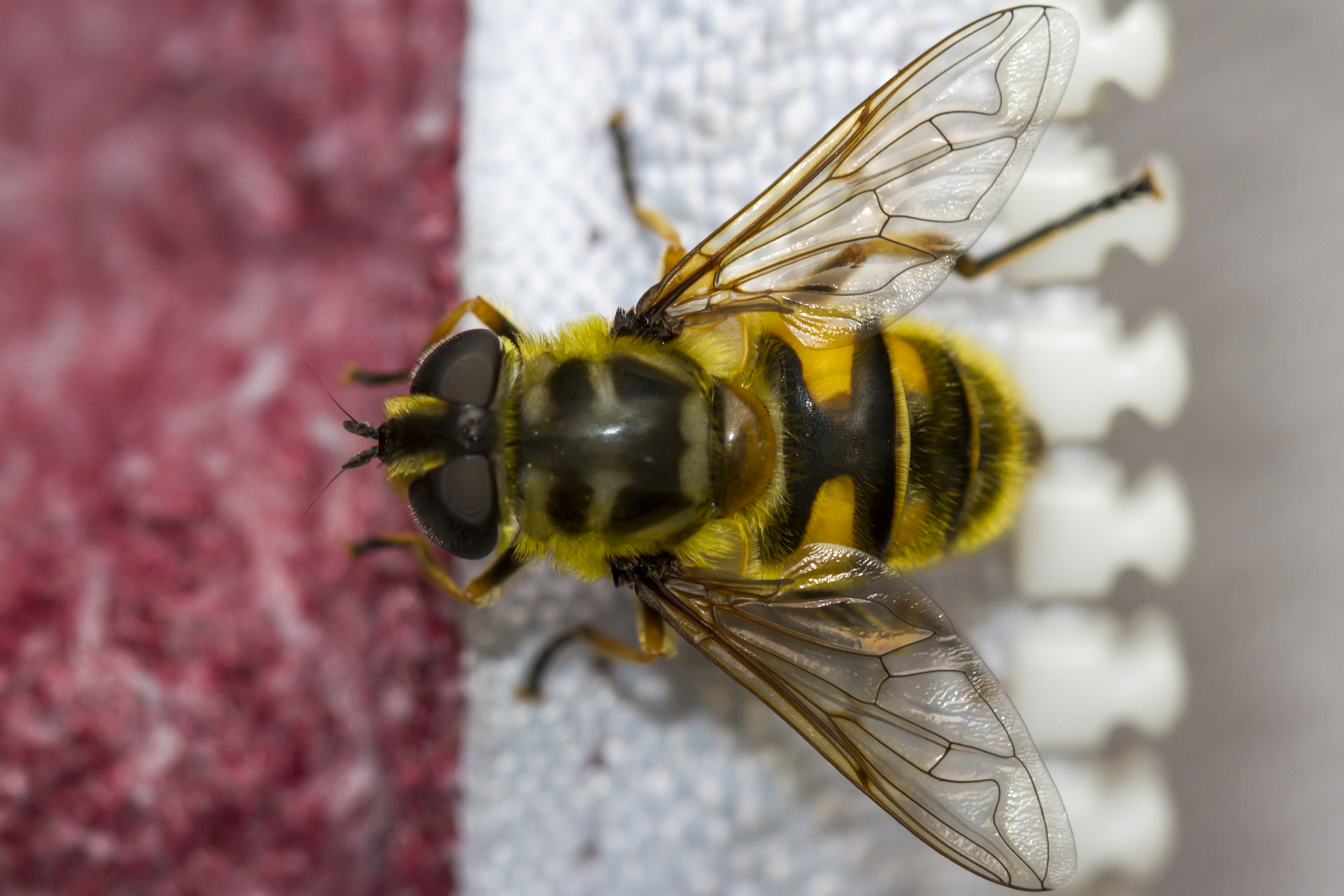 Free Images : flower, fly, garden, fauna, invertebrate, close up ... Free Images : flower, fly, garden, fauna, invertebrate, close up ...