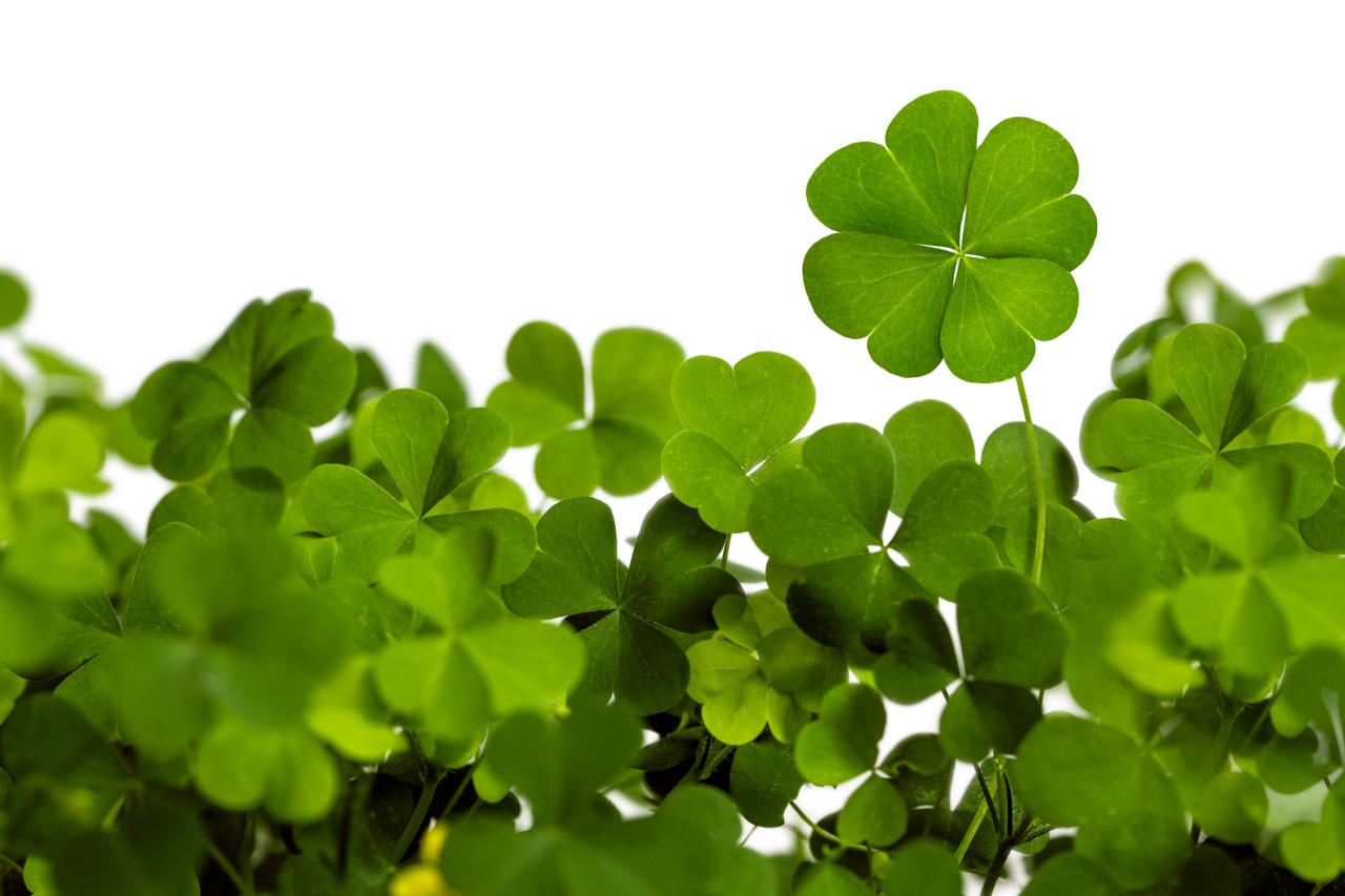 Clover Clover