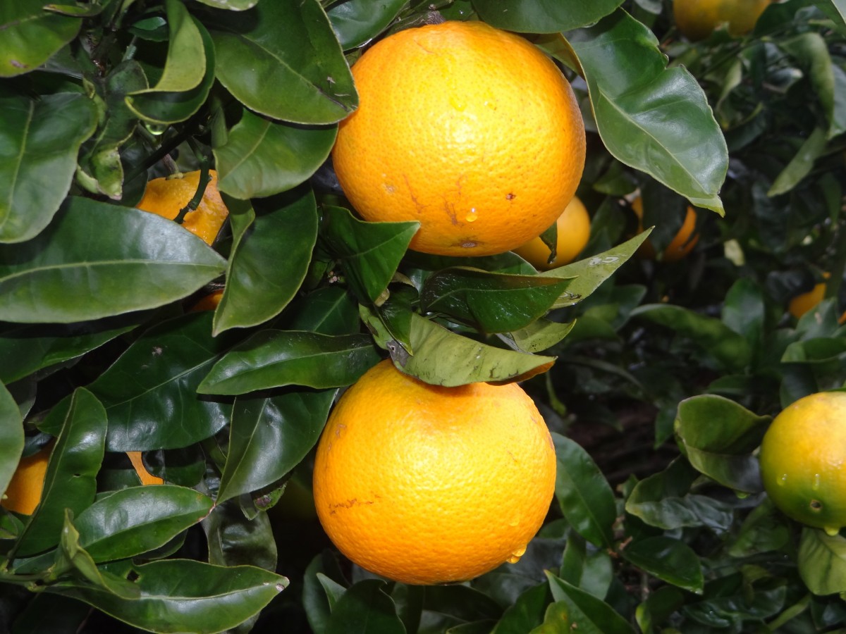 Free Images : fruit, flower, produce, tangerine, calabaza, kumquat ...